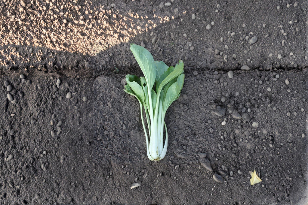Pak Choi – Bok Choi Taisai 350 Seeds | Asian Leafy Vegetable | Fast Growing | Tender Mild Flavor