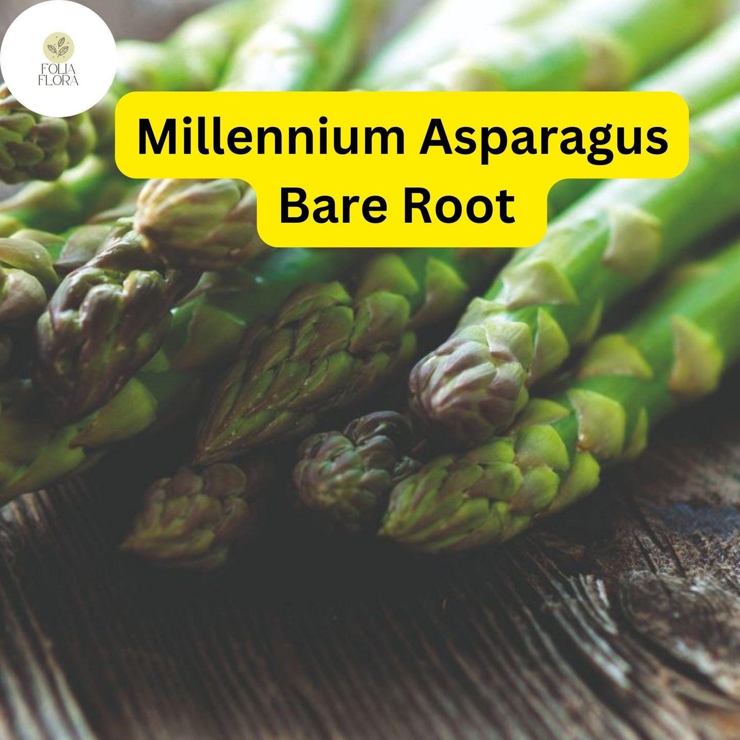 Bare Root Plants Millennium Live Asparagus, 2-Year Crowns, Asparagus officinalis, High Yield, Easy to Grow