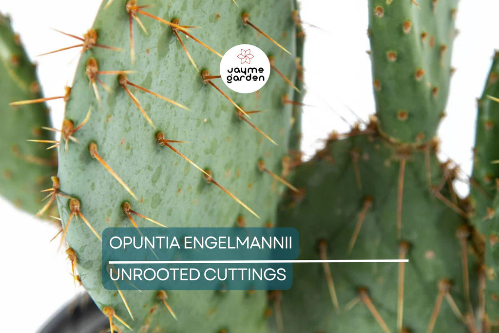 Opuntia Engelmannii Cactus Cutting (6-9 Inches) – Yellow Flowers, Prickly Pear, Rootone Treated