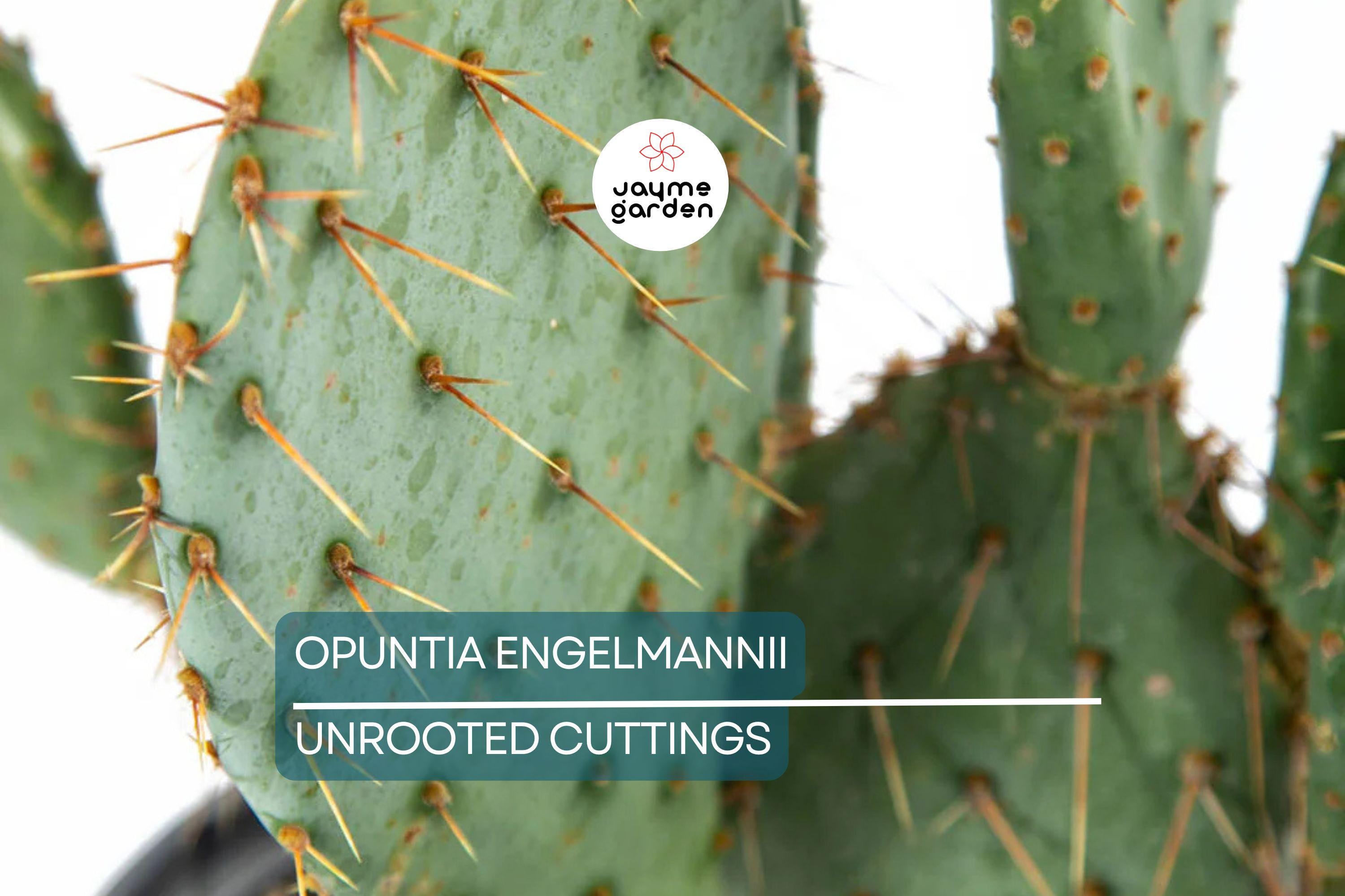 Opuntia Engelmannii Cactus Cutting (6-9 Inches) – Yellow Flowers, Prickly Pear, Rootone Treated