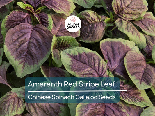 500 Seeds Edible Amaranth Red Stripe Leaf | Chinese Spinach | Yin Tsai Seeds for Planting | Red Beauty Tricolor | Red Callaloo Vegetable