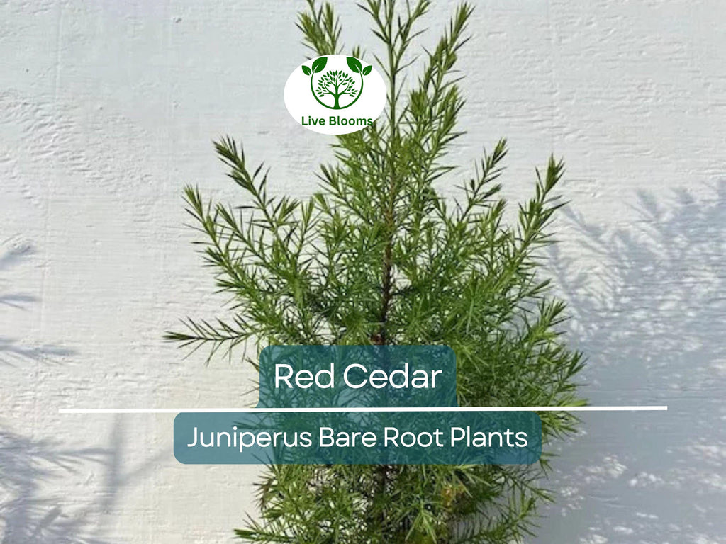 5 Red Cedar Tree Saplings – Live Bare Root Redcedar – Fast-Growing Evergreen for Windbreak, Privacy, Wildlife Habitat