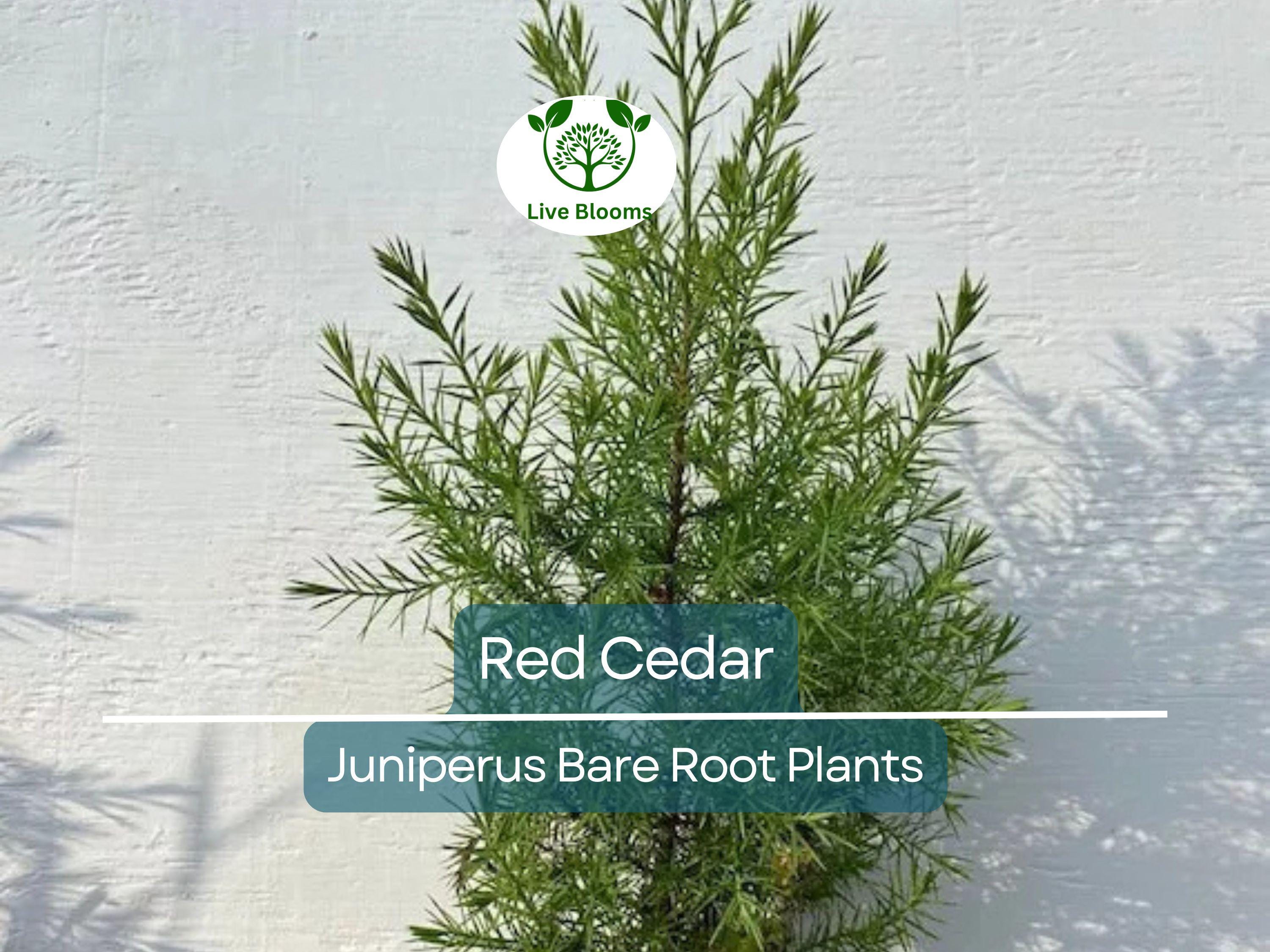 5 Red Cedar Tree Saplings – Live Bare Root Redcedar – Fast-Growing Evergreen for Windbreak, Privacy, Wildlife Habitat