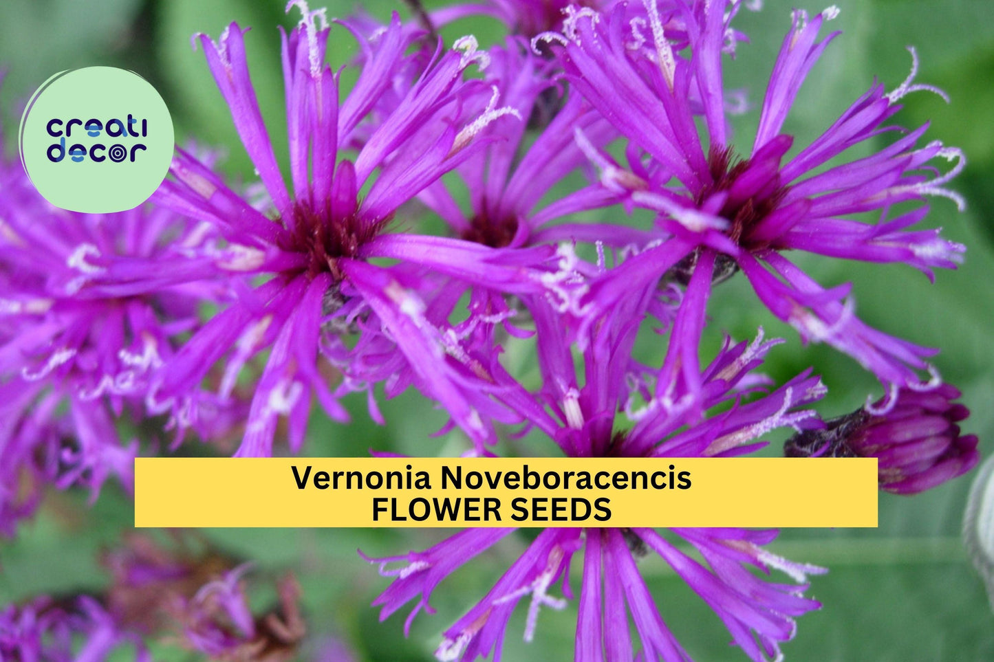 2pcs of 100 seeds Vernonia noveboracensis Seeds – New York Ironweed for Pollinator Gardens, Meadows, or Native Landscapes Seeds for Planting