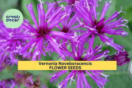 2pcs of 100 seeds Vernonia noveboracensis Seeds – New York Ironweed for Pollinator Gardens, Meadows, or Native Landscapes Seeds for Planting
