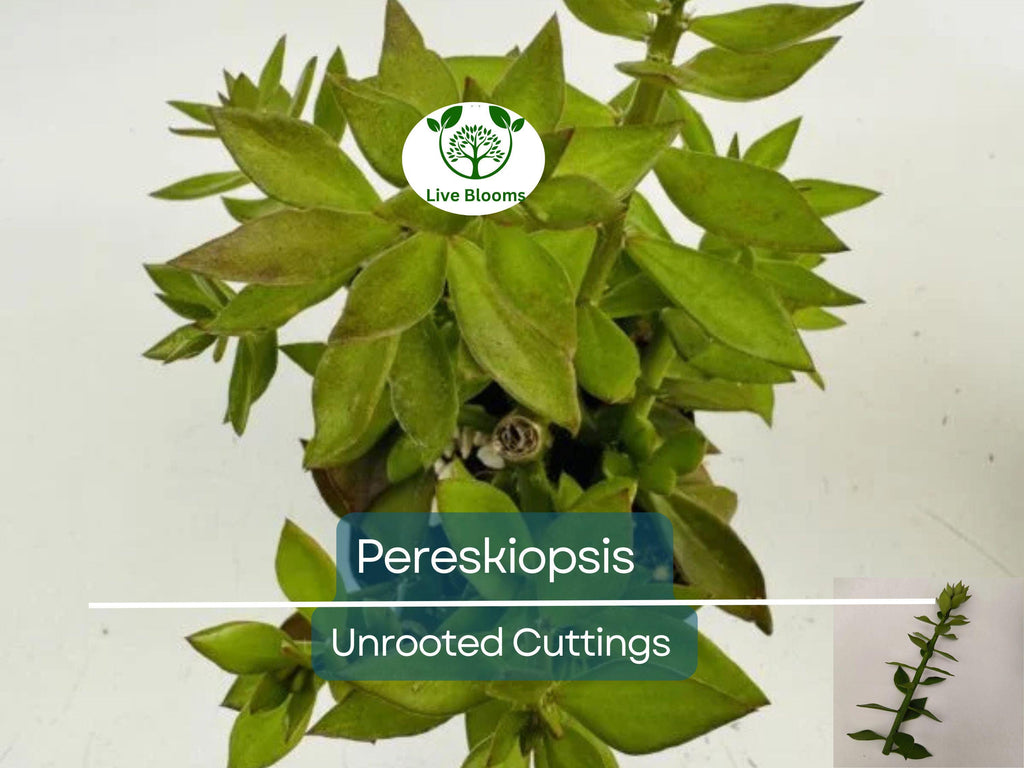 5pcs Pereskiopsis Unrooted Cuttings - Cactus Grafting Rootstock, Pereskiopsis spp., Cactus Propagation, Succulent Starter, Rare Cuttings