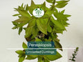5pcs Pereskiopsis Unrooted Cuttings - Cactus Grafting Rootstock, Pereskiopsis spp., Cactus Propagation, Succulent Starter, Rare Cuttings