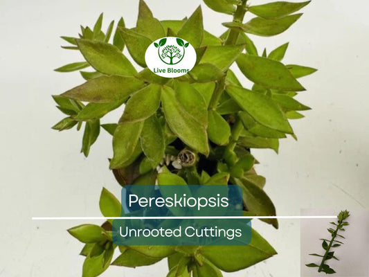 5pcs Pereskiopsis Unrooted Cuttings - Cactus Grafting Rootstock, Pereskiopsis spp., Cactus Propagation, Succulent Starter, Rare Cuttings