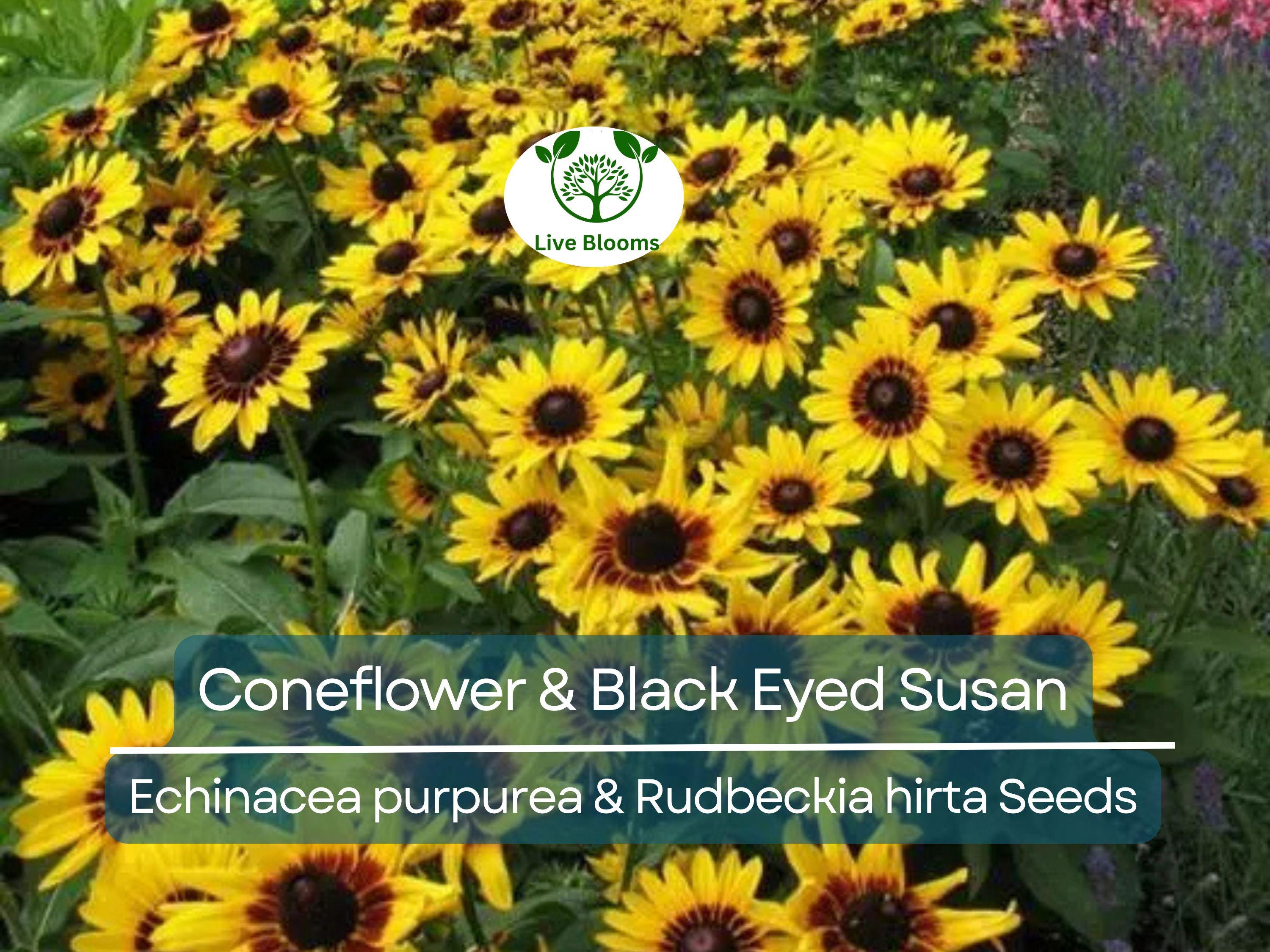 250 Seeds Echinacea purpurea & Rudbeckia hirta Mix – Coneflower and Black Eyed Susan – Native Wildflowers – Non-GMO Heirloom Pollinators