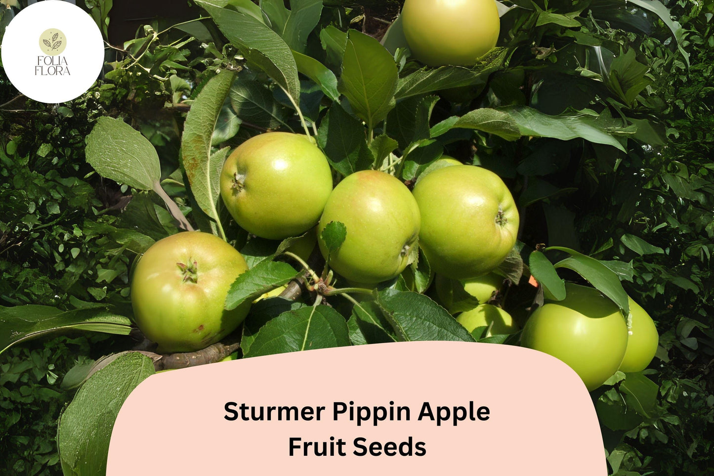 25+ Sturmer Pippin Apple Seeds | Malus domestica | Heirloom English Apple | Late-Ripening Long Storage Variety