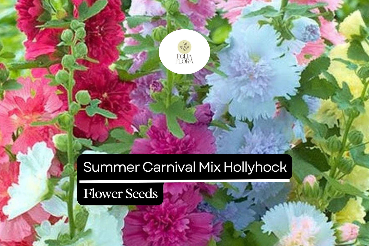 25 Seeds Summer Carnival Mix Hollyhock (Alcea rosea) – Vibrant Biennial Blooms, Pollinator-Friendly, Cottage Garden Favorite