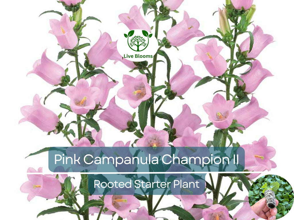 2 Campanula Champion II Bellflower Plants, Healthy Starter Plant | Bellflower Perennial, Gorgeous Blooms for Garden & Landscape
