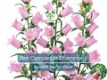 2 Campanula Champion II Bellflower Plants, Healthy Starter Plant | Bellflower Perennial, Gorgeous Blooms for Garden & Landscape