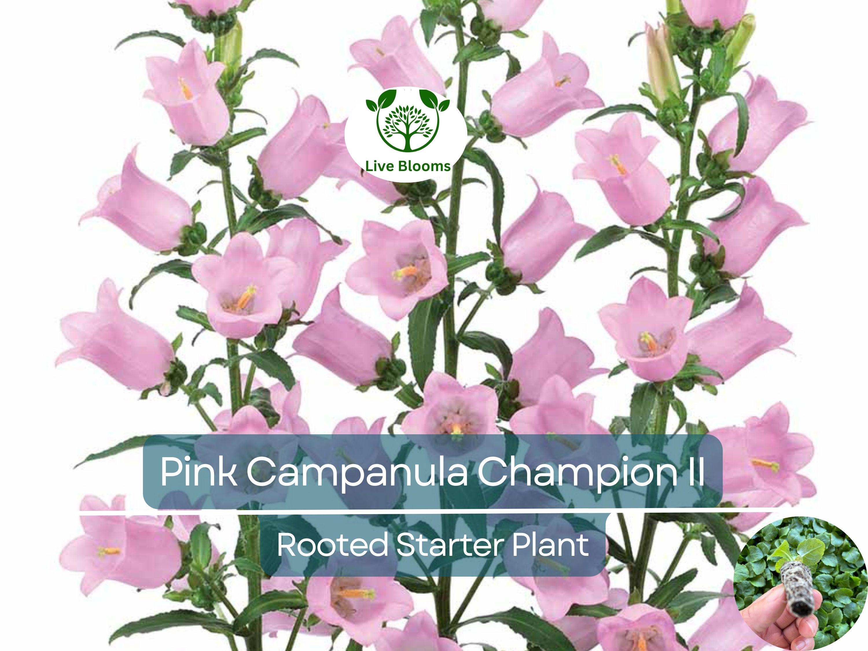 2 Campanula Champion II Bellflower Plants, Healthy Starter Plant | Bellflower Perennial, Gorgeous Blooms for Garden & Landscape