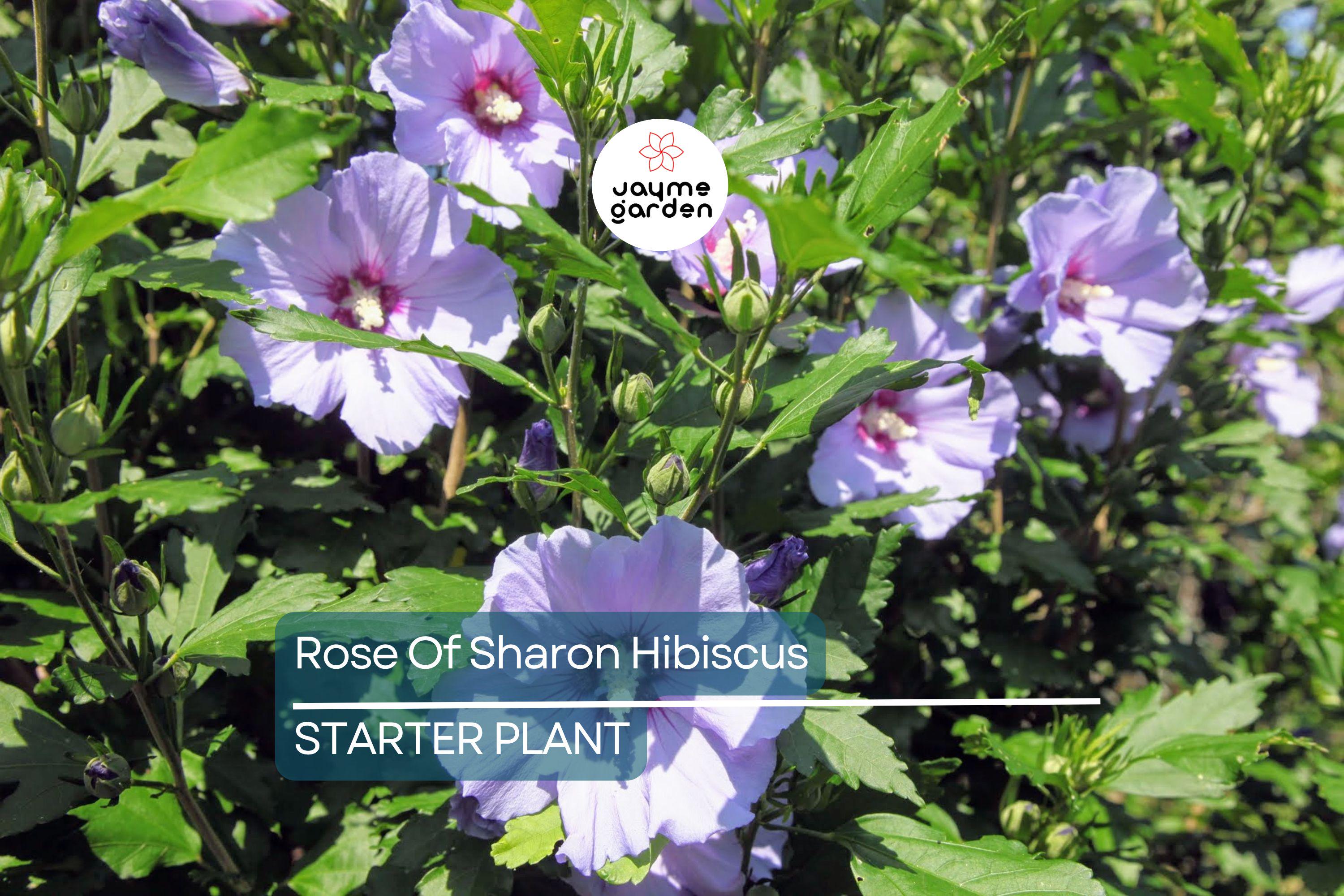 2 Rose of Sharon Hibiscus Starter Plants (6") | Fast Growing Live Roots, Random Color, Can Be White, Purple Or Pink