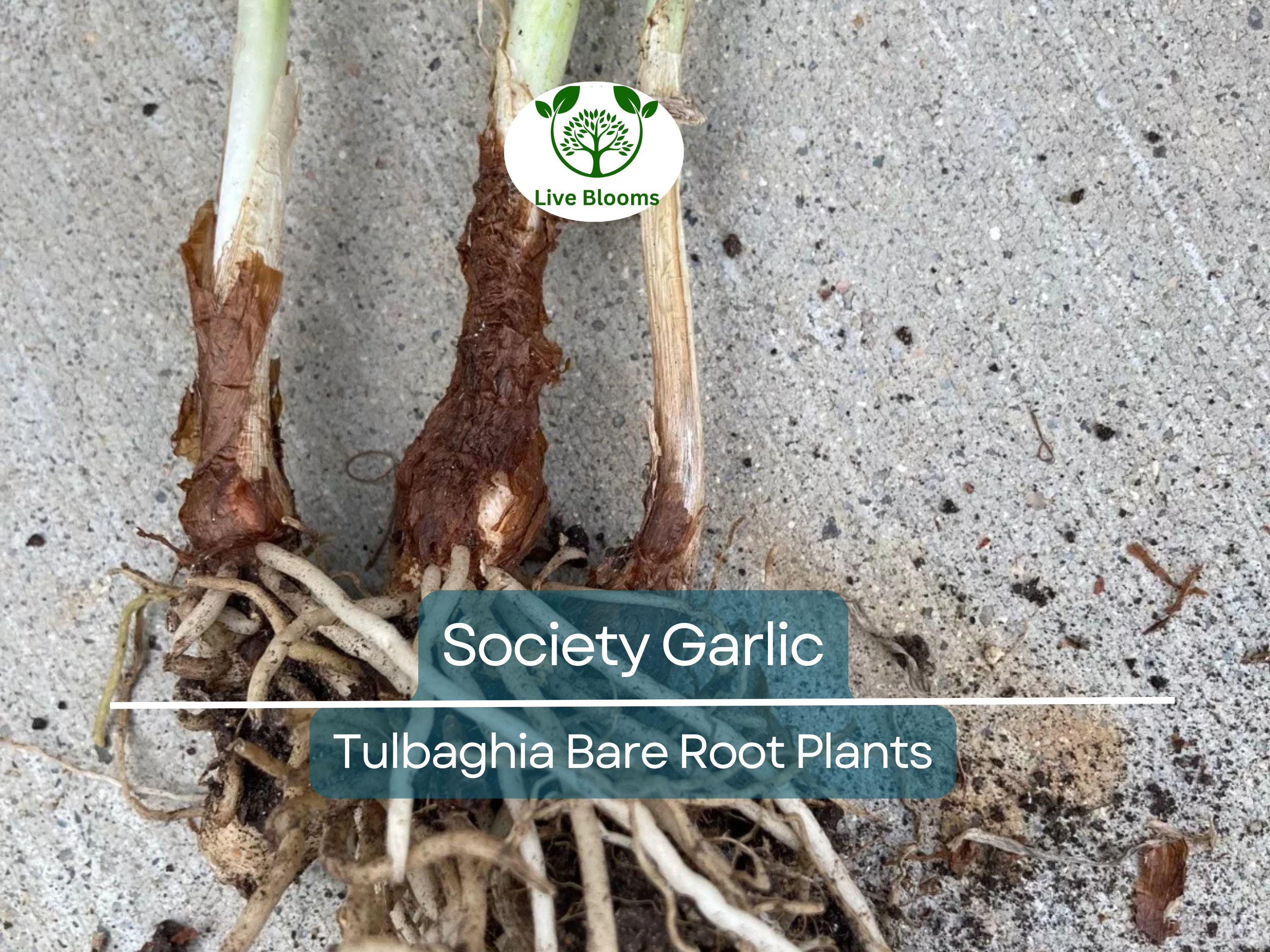 10 Society Garlic Plants – Live Bare Root Bulbs – Tulbaghia violacea – Fragrant Edible Leaves & Purple Flowers – Drought Tolerant