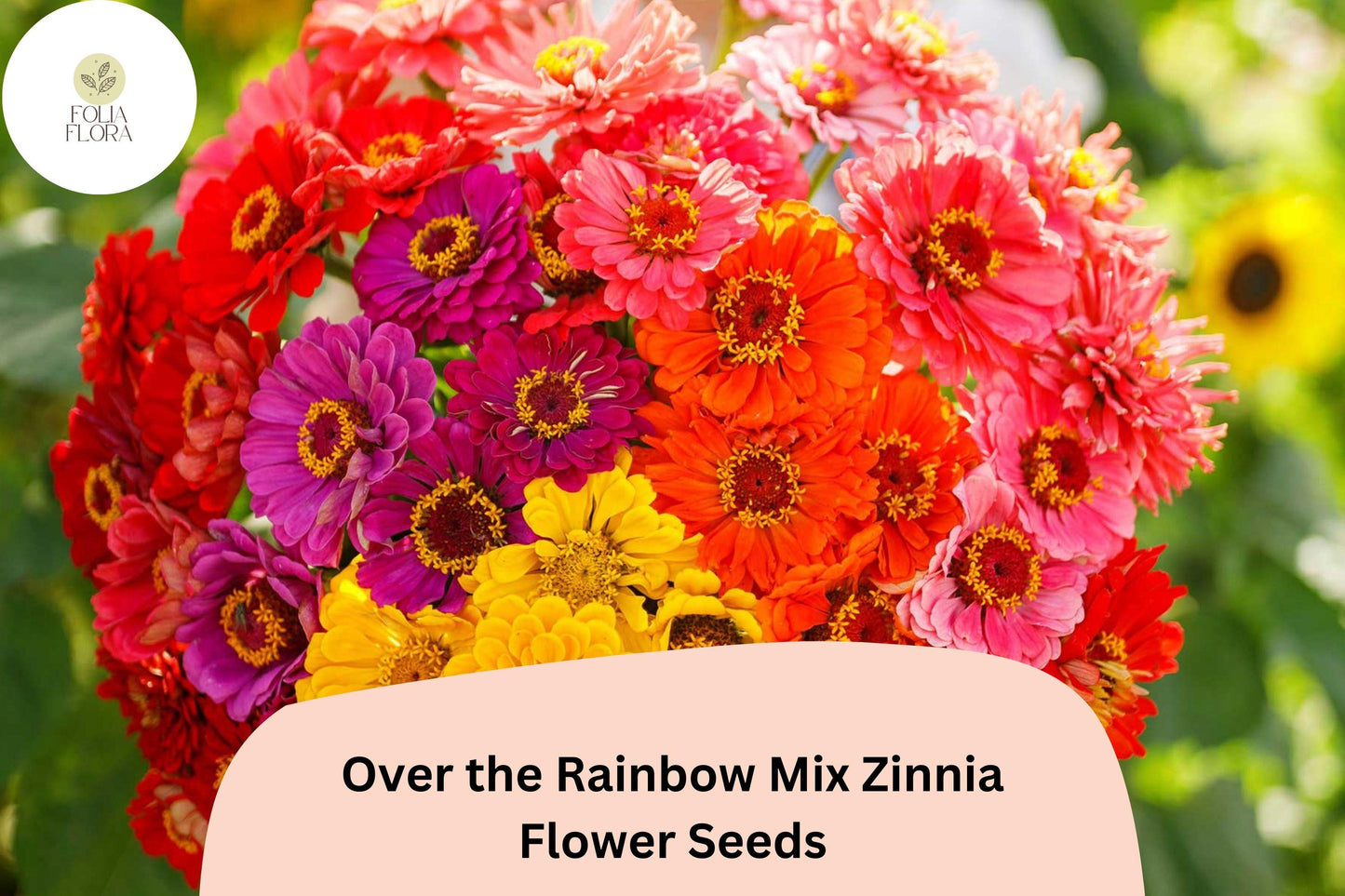 Over the Rainbow Mix Zinnia Seeds – 100+ Colorful Annual Garden Flowers for Easy Planting
