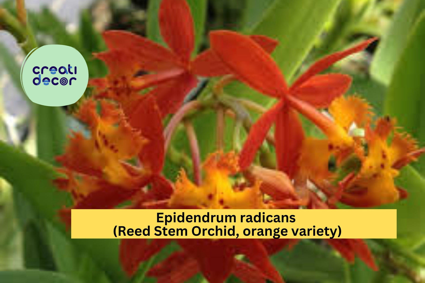 Epidendrum radicans Reed Stem Orchid | Bare Root Orange Orchid Species Starter Plant | Hardy Outdoor & Indoor Blooms