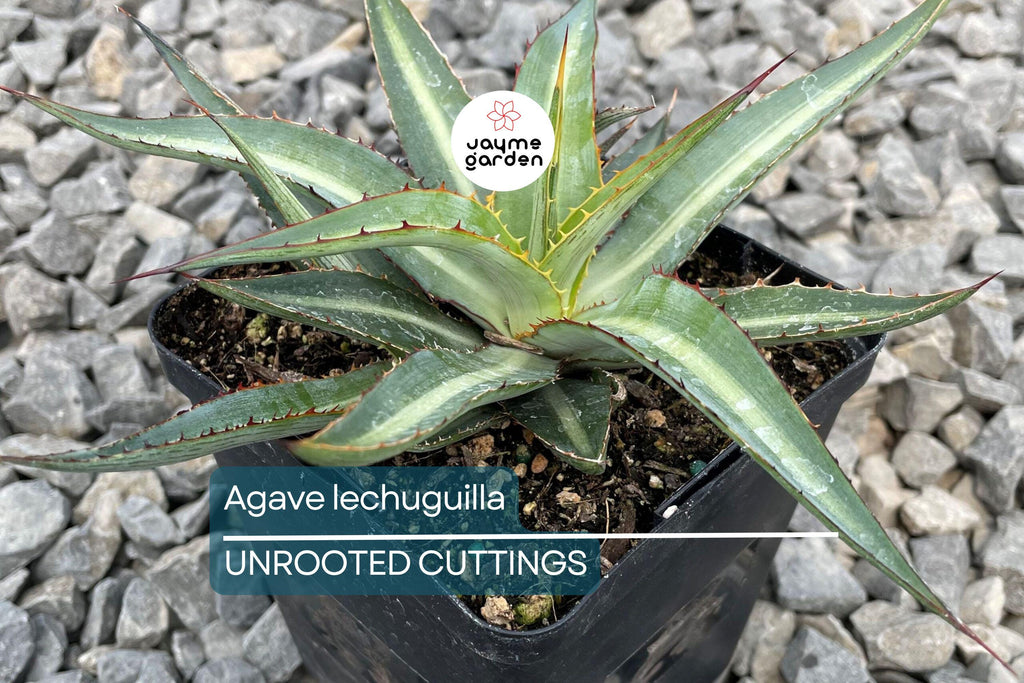 Agave lechuguilla 10 Leaf Cutting – Rare Desert Succulent Starter Plant