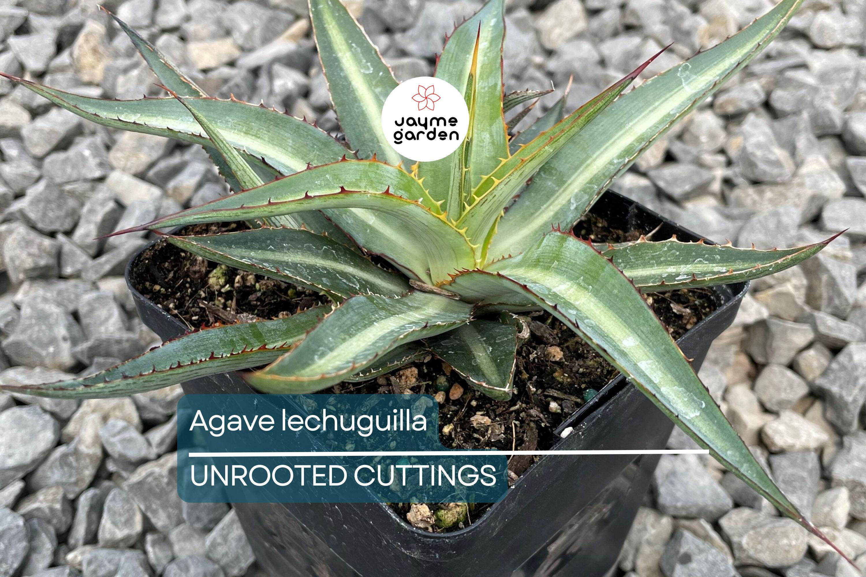 Agave lechuguilla 10 Leaf Cutting – Rare Desert Succulent Starter Plant