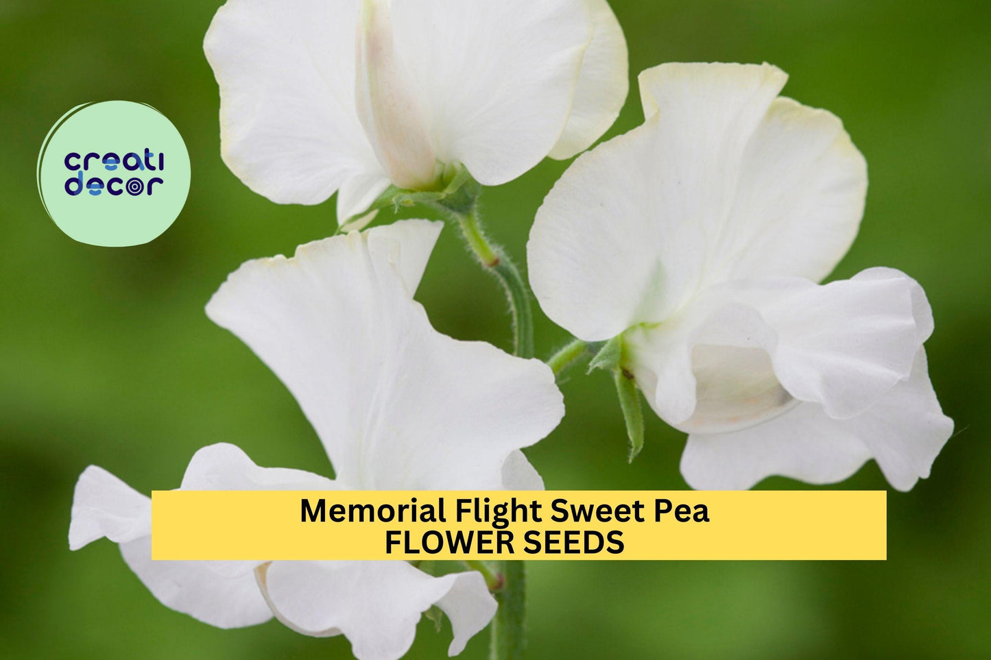 50+ Memorial Flight Sweet Pea Seeds – Soft Blue Fragrant Blooms for Garden Planting, Climbing Vines for Trellises & Bouquets – USA