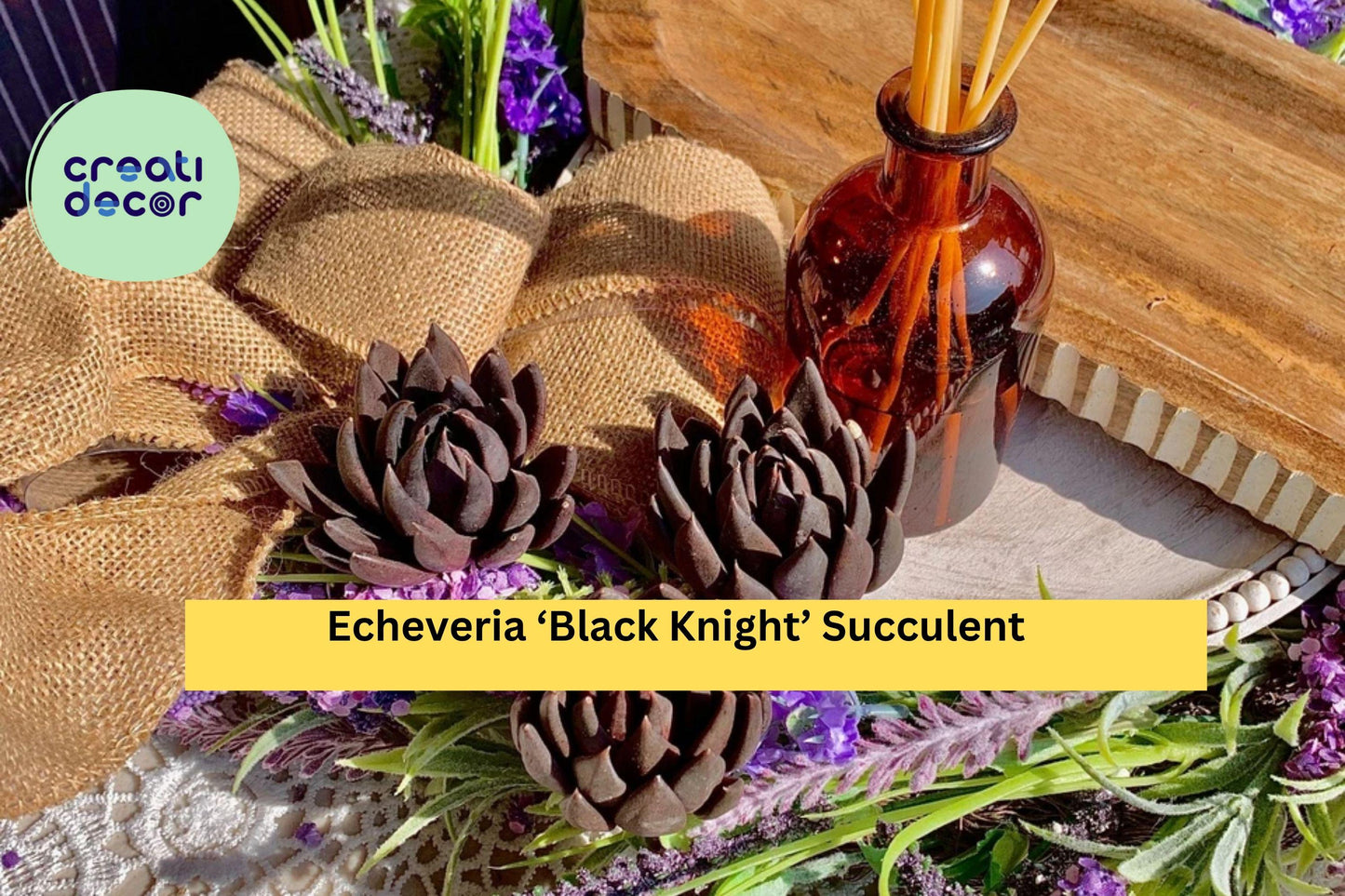 Echeveria ‘Black Knight’ Succulent – Bare Root Rare Variety – Dark Rosette Plant for Indoor Pots, Terrariums, or Home Decor