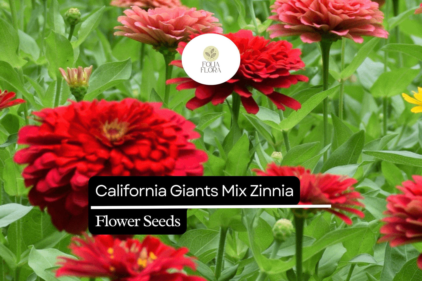 100 California Giant Zinnia Seeds – Zinnia elegans – Huge Vibrant Blooms, Pollinator-Friendly, Easy to Grow