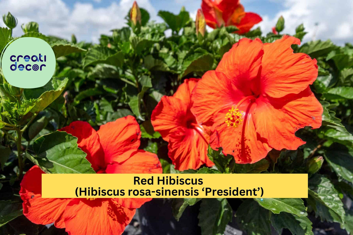 Red Hibiscus ‘President’ – Hibiscus rosa-sinensis – 2 Live Starter Plants, 5” Tall Tropical Flower Plugs for Garden or Patio