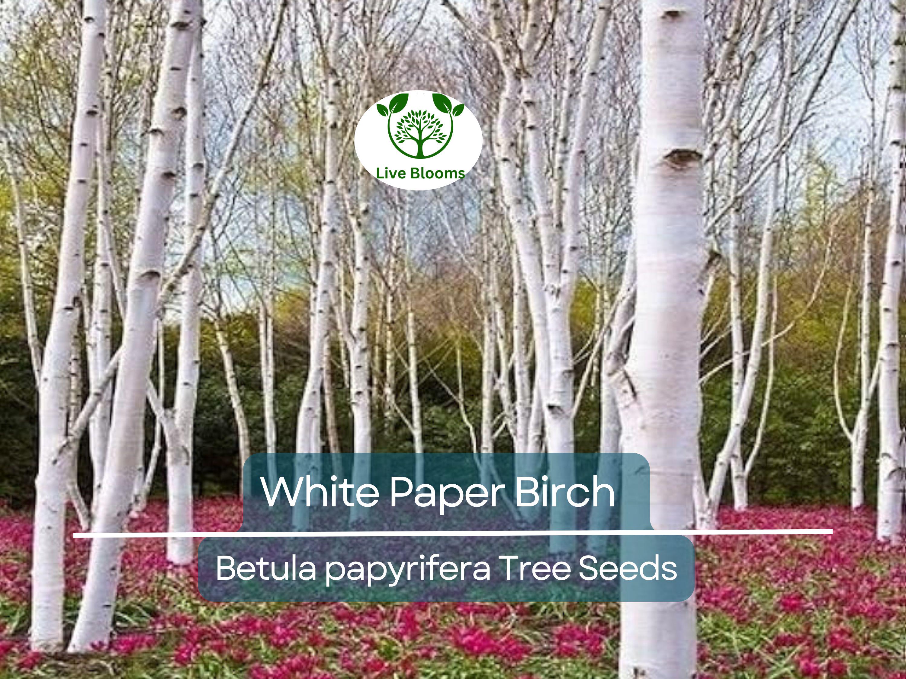 50 White Paper Birch Tree Seeds (Betula papyrifera) | Fast-Growing, Showy & Hardy | Native Birch Tree for Landscaping Gardens