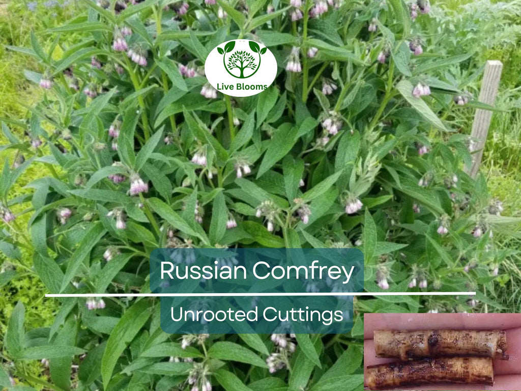 10 Russian Comfrey Unrooted Cuttings - Bocking 14 Cultivar, Symphytum x uplandicum, Herb, Organic Fertilizer, Easy to Grow Starter