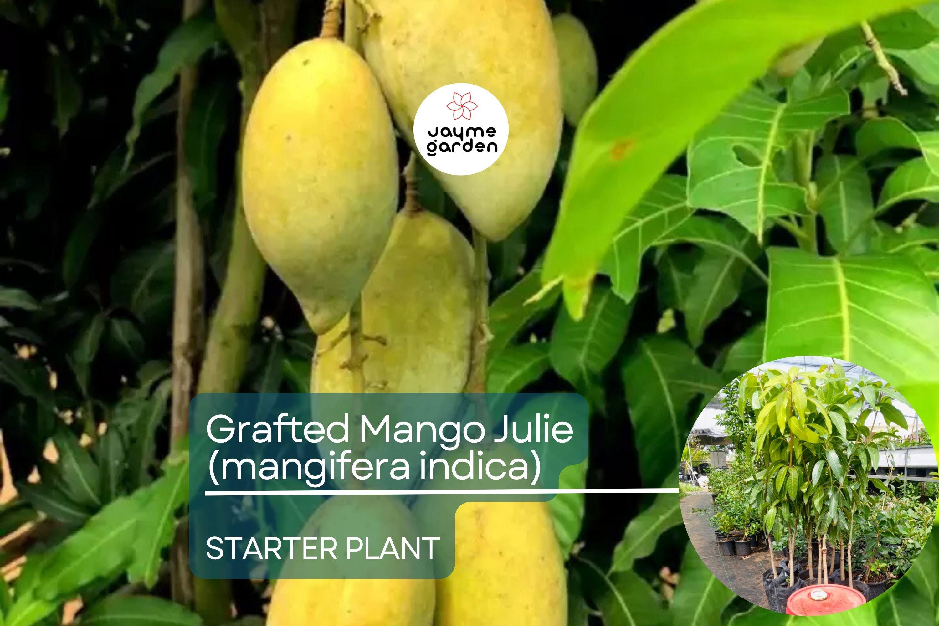 1 Grafted Mango Julie Tree - Live Fruit Tree 3’-4’ Tall | Sweet Fiber-Free Mangoes | Tropical Beauty for Gardens