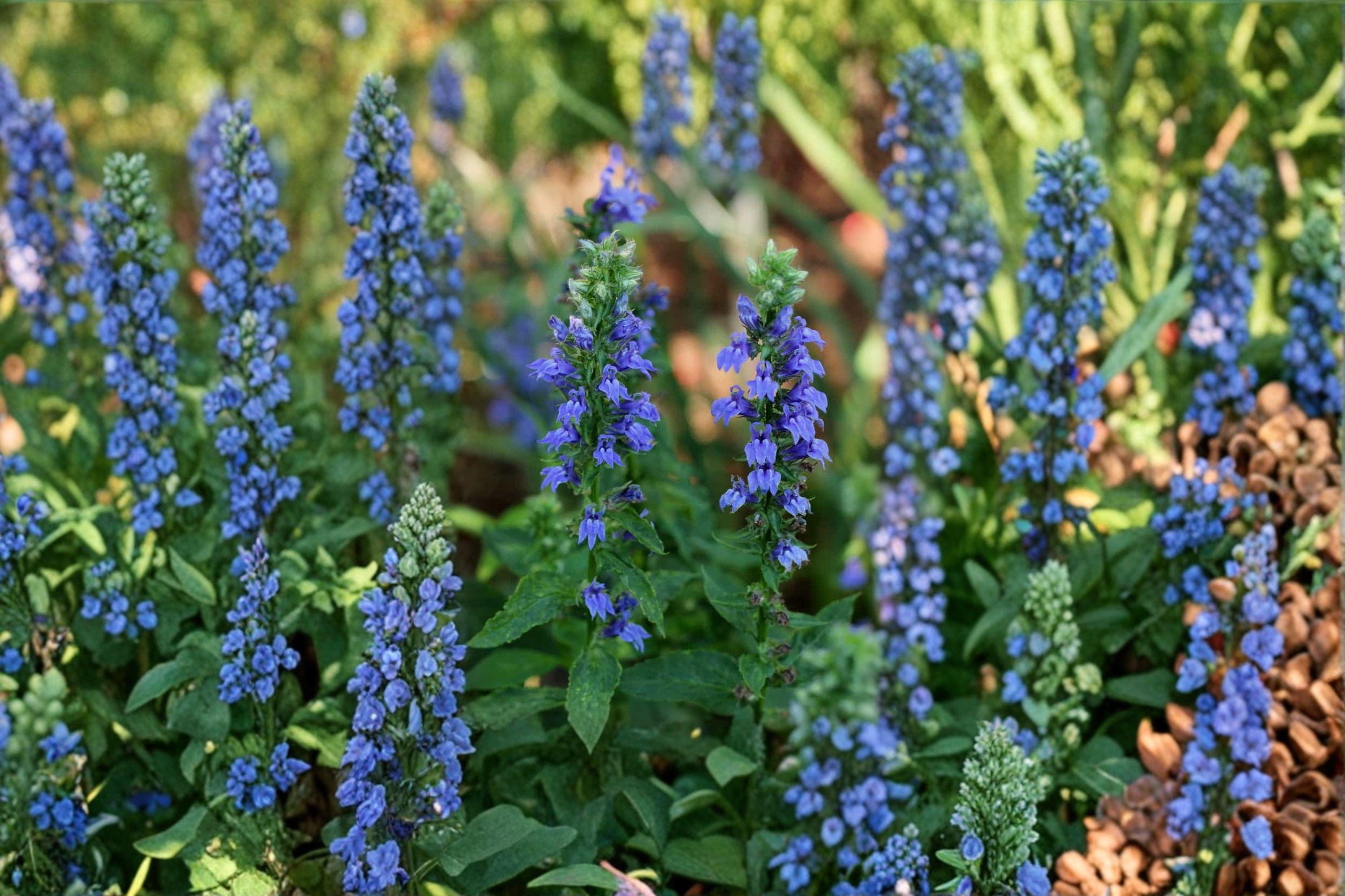Lobelia siphilitica/Great Blue Lobelia – 500 Seeds | Native Wetland Perennial | Brilliant Blue Blooms | Pollinator Favorite