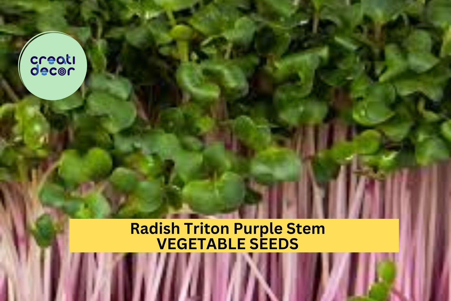 3pcs of 1g Radish Triton Purple Stem Seeds – Crisp Heirloom Variety for Fast Harvest in Garden or Container Planting Seeds for Planting
