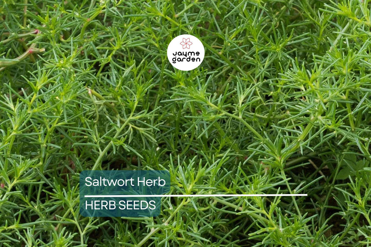 200 Saltwort Herb Seeds – Non-GMO, Traditional Japanese Culinary Herb, USA Seller, Free Shipping
