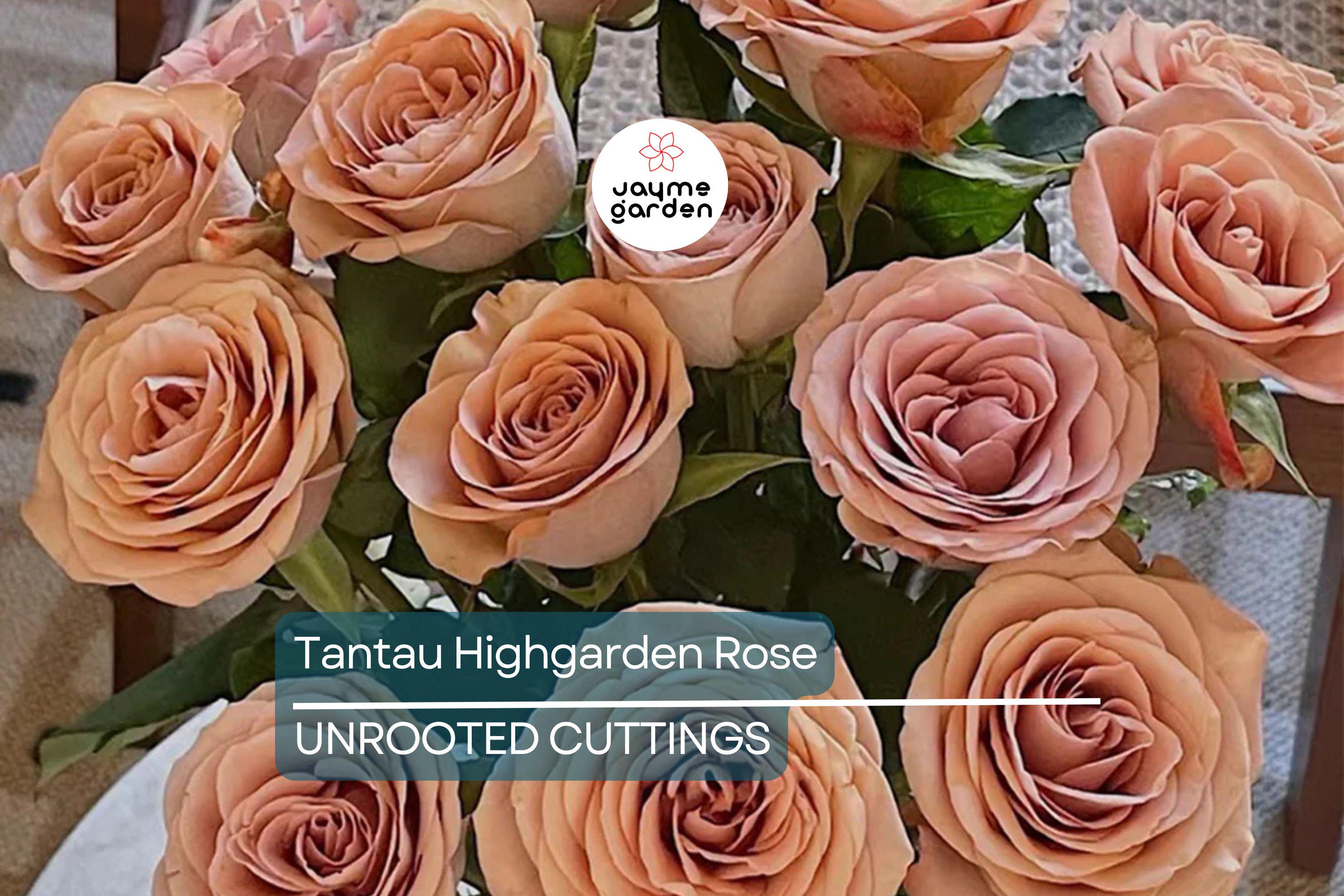 Super Rare Tantau Highgarden Rose | 3 Unrooted Cuttings | Root or Graft | Fragrant Heirloom Rose | Live Plant for Garden