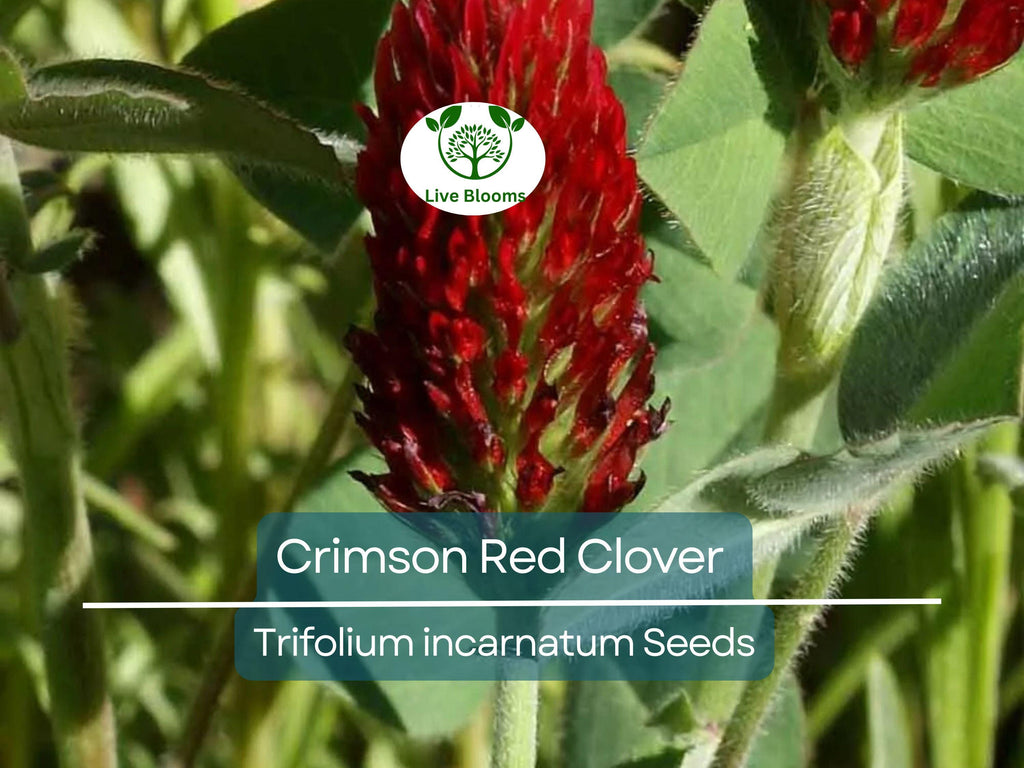 1000 Crimson Red Clover Seeds, Trifolium incarnatum, Non-GMO, Nitrogen Fixing Legume, Pollinator-Friendly, Red Flowers for Garden & Soil