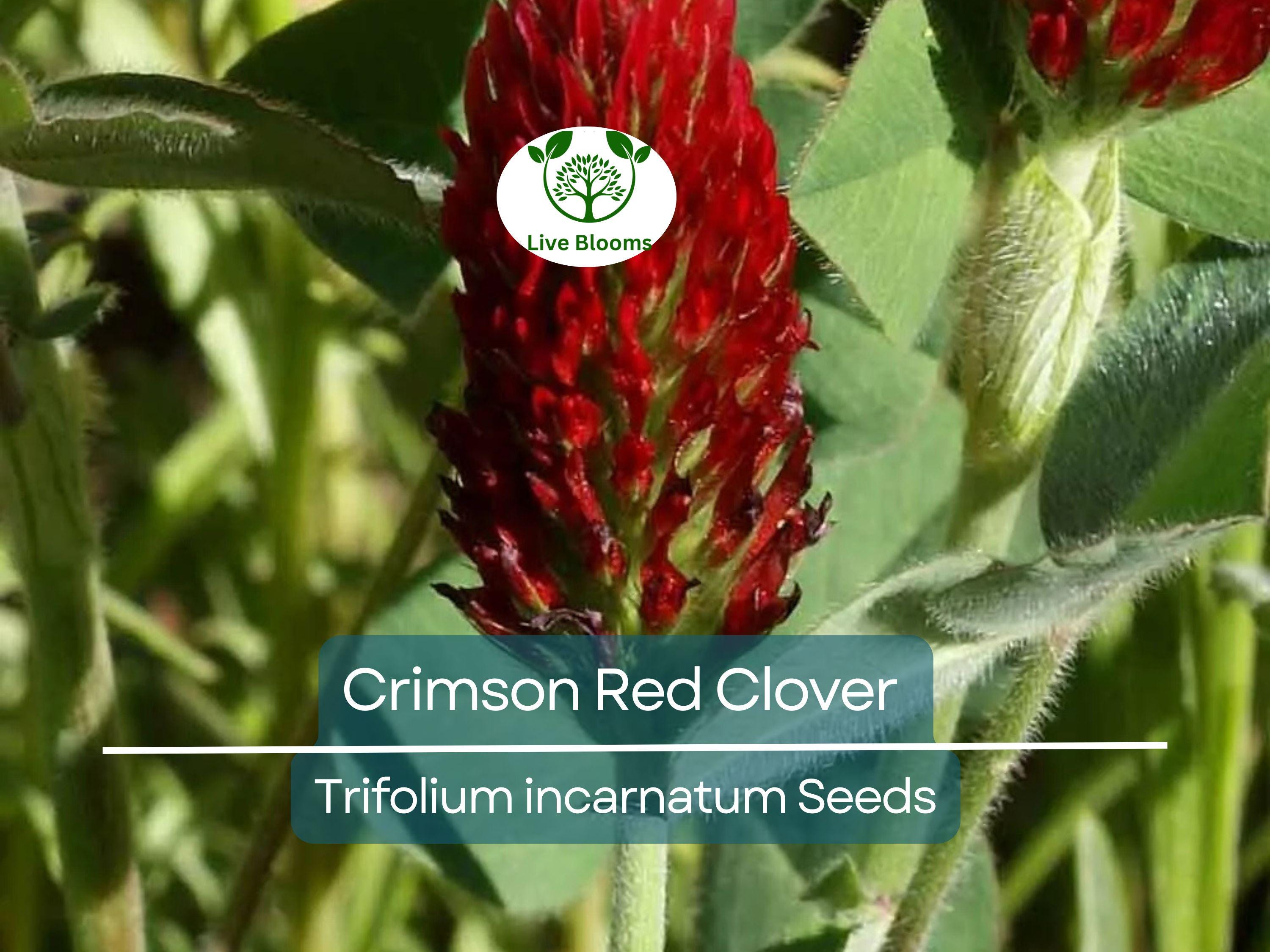 1000 Crimson Red Clover Seeds, Trifolium incarnatum, Non-GMO, Nitrogen Fixing Legume, Pollinator-Friendly, Red Flowers for Garden & Soil