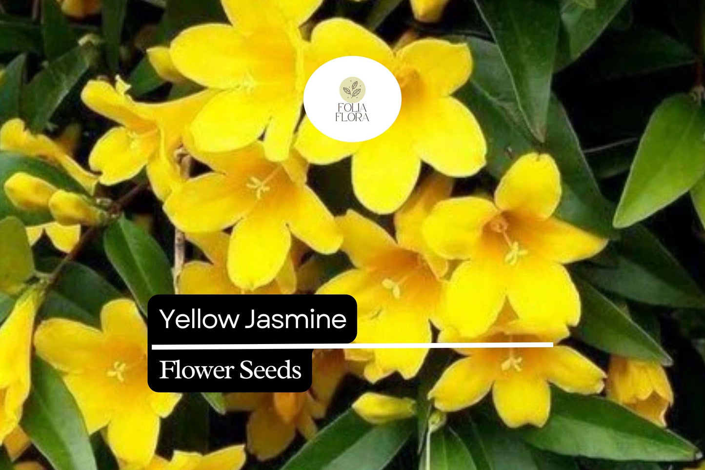 Yellow Jasmine Seeds (25) | Gelsemium sempervirens | Carolina Jessamine | Fragrant Yellow Climbing Vine | Pollinator-Friendly