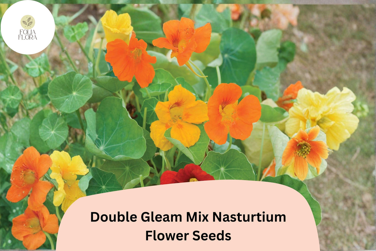 50+ Double Gleam Mix Nasturtium Seeds | Tropaeolum majus | Double Petal Blooms in Mixed Colors