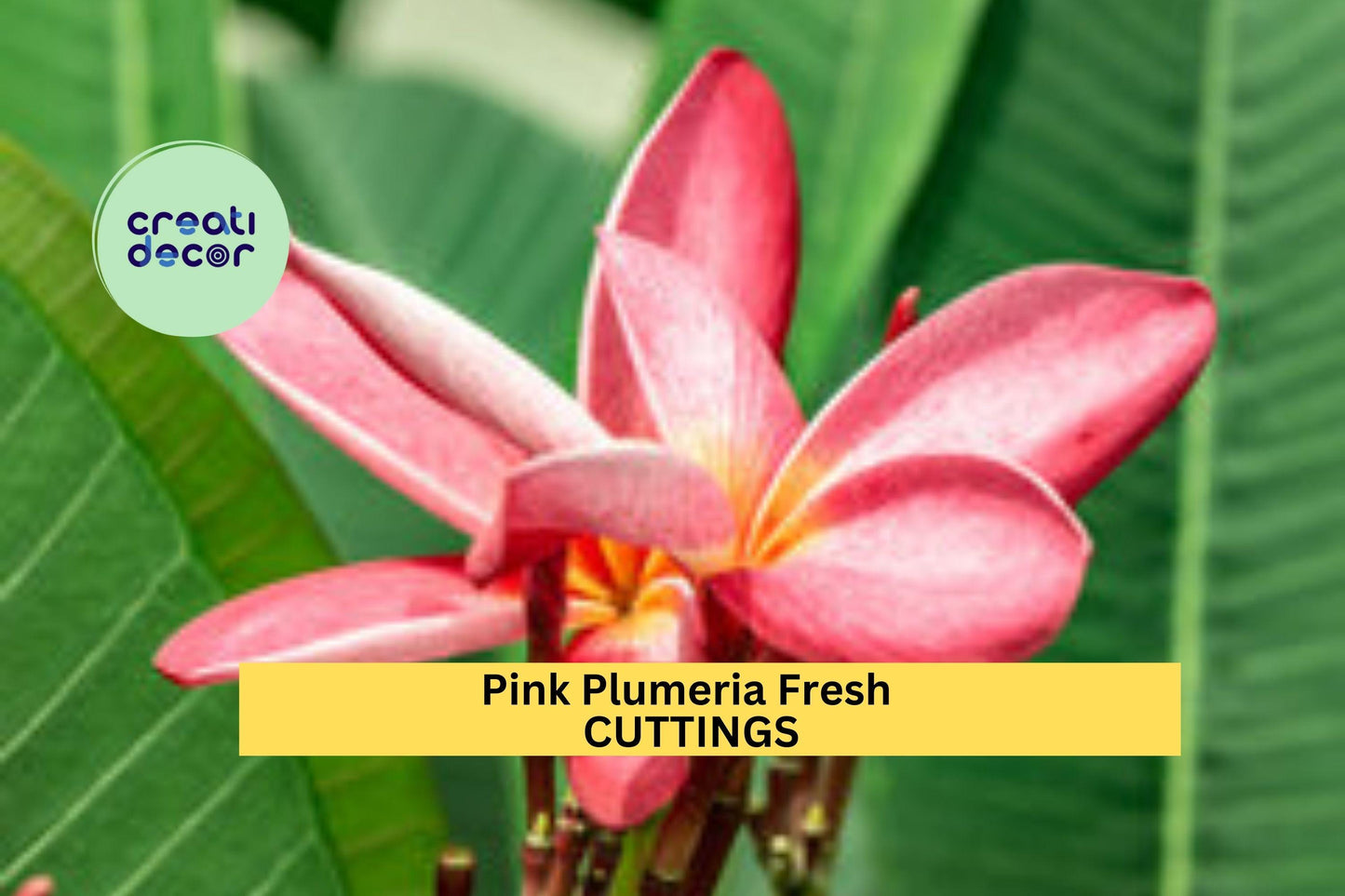 3 Pink Plumeria Cuttings – 10" Unrooted Single-Head Stems | Plumeria rubra Tropical Flower for Pots, Planters, or Garden Borders