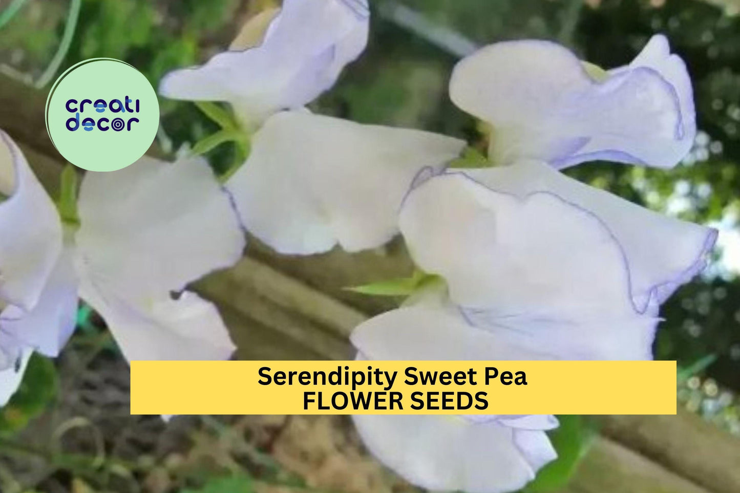 50+ Serendipity Sweet Pea Seeds – Lavender & Pink Fragrant Blooms for Garden Planting, Climbing Vines for Trellises – USA