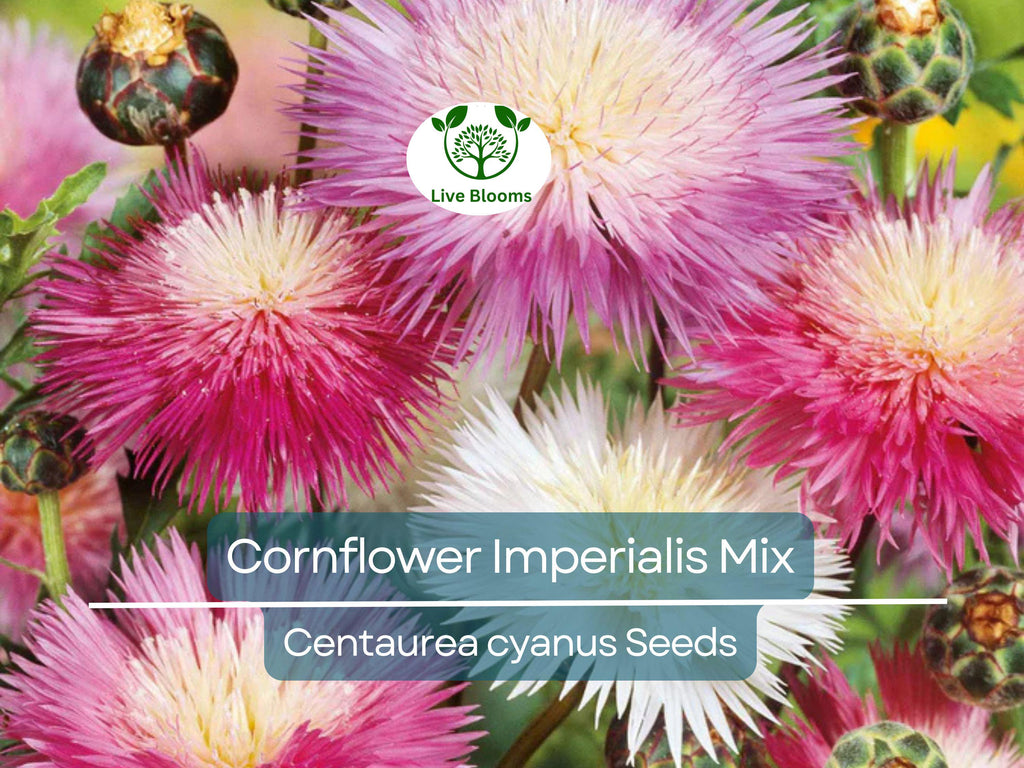 100 Seeds Cornflower ‘Imperialis Mix’ – Centaurea cyanus – Bachelor Button Purple Blend – Non-GMO Heirloom Flowers for Pollinators