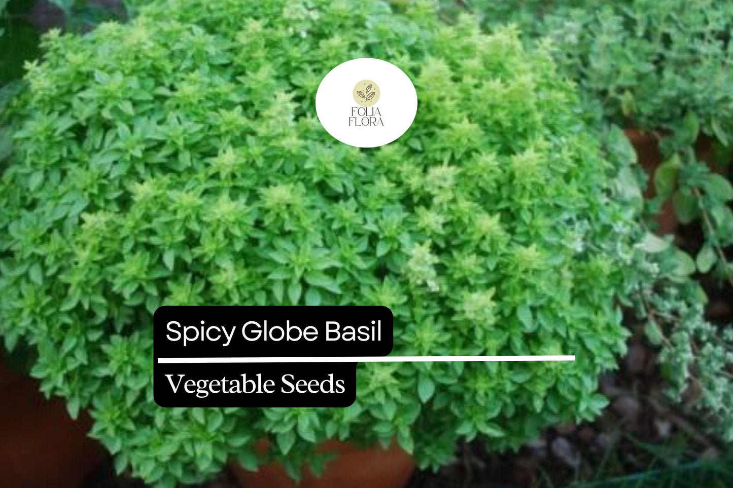 200 Spicy Globe Basil Seeds – Ocimum basilicum – Heirloom, Compact & Aromatic, Perfect for Containers, Culinary Use