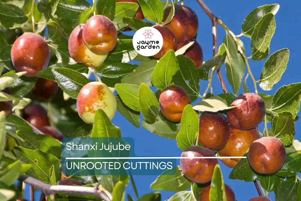 Shanxi Jujube Scion Cuttings | (2) 6-Inch Grafting Cuttings | Deciduous Fruit Tree for Zones 5+