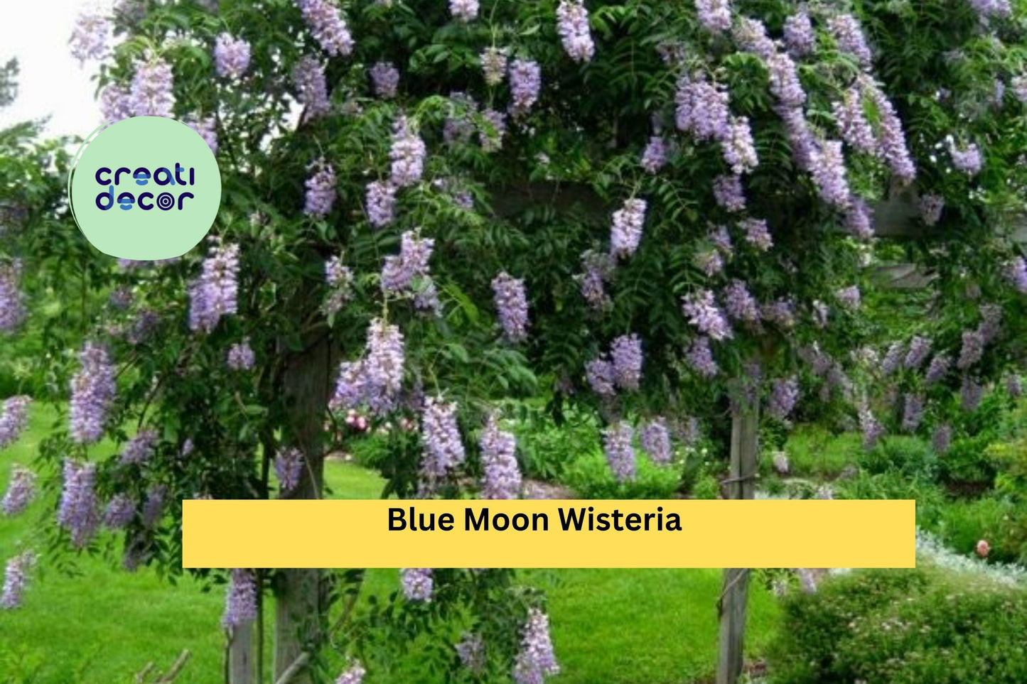 Blue Moon Wisteria Live Plant | 10–12 Inch Starter Vine | Cold Hardy Fast-Growing Perennial Climber with Fragrant Blue Flowers