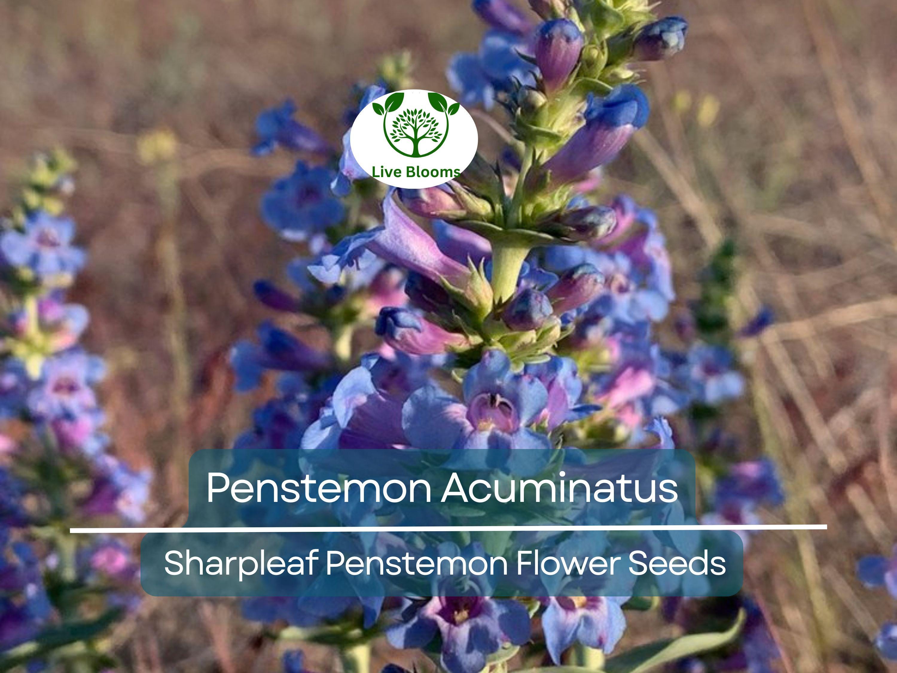 100 mg Seeds Penstemon Acuminatus (Sharpleaf Penstemon) for Planting | Native Perennial Wildflower for Pollinator Gardens & Landscaping