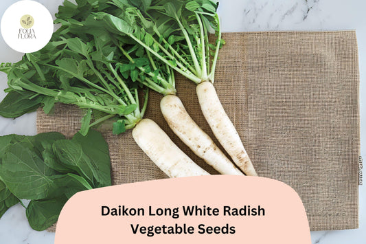 500+ Daikon Long White Radish Seeds – Heirloom Asian Radish for Garden Planting