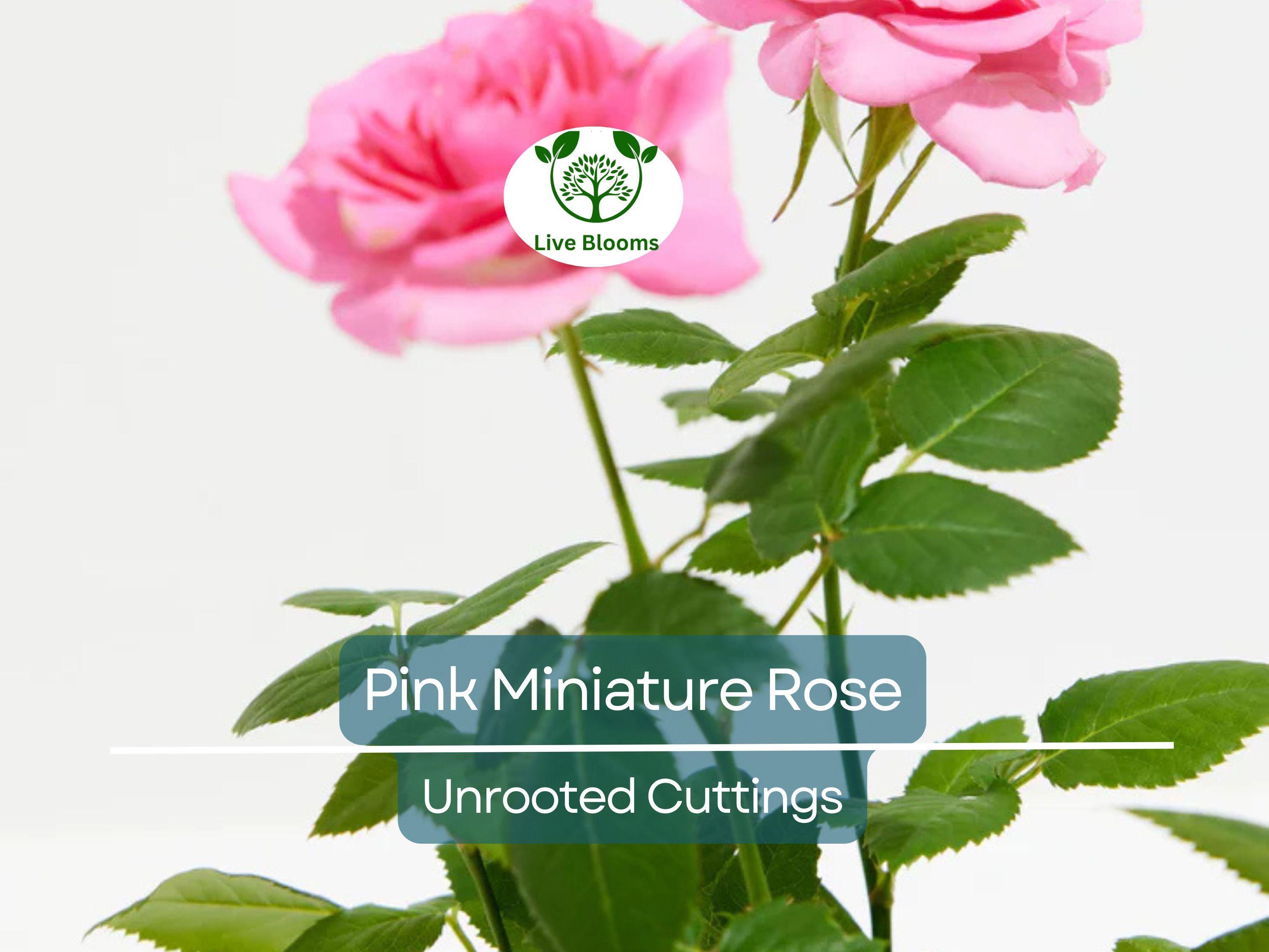 15 Organic Pink Miniature Rose Unrooted Cuttings - 6" for Grafting or Rooting, Rosa 'Fairy', Organic, Perfect for Garden or Pot