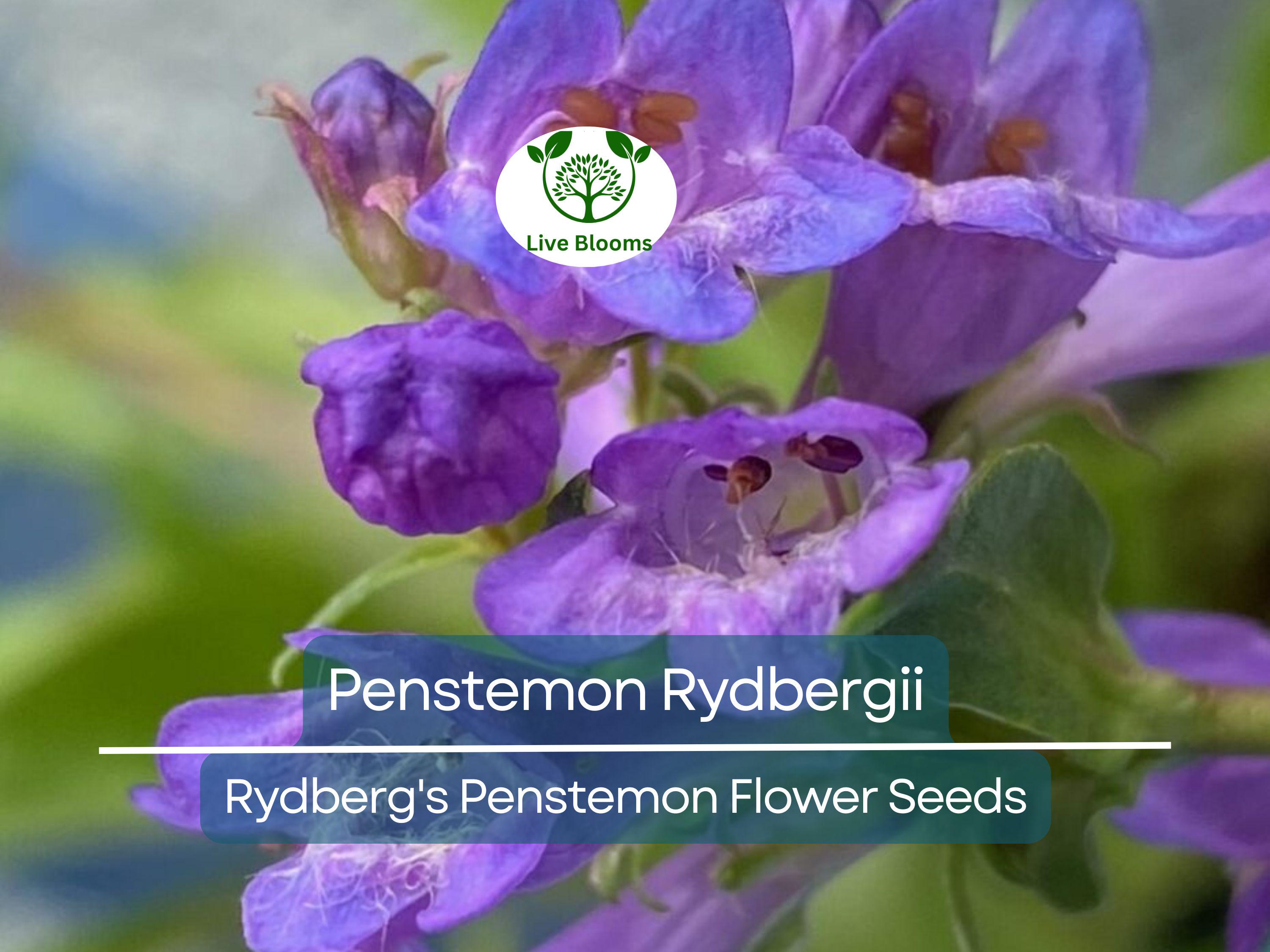 100 mg Seeds Penstemon Rydbergii (Rydberg's Penstemon) for Planting | Native Wildflower for Pollinator Gardens & Low-Maintenance Landscapes
