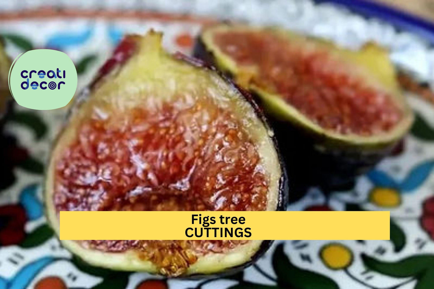 2 Burgan UKN Fig Tree Cuttings | Rare Ficus Carica Variety | Fresh Unrooted Wood for Rooting | Edible Fruit Tree Starter